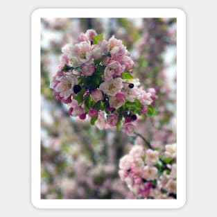 Spring Cherry Blossoms in Portland Sticker